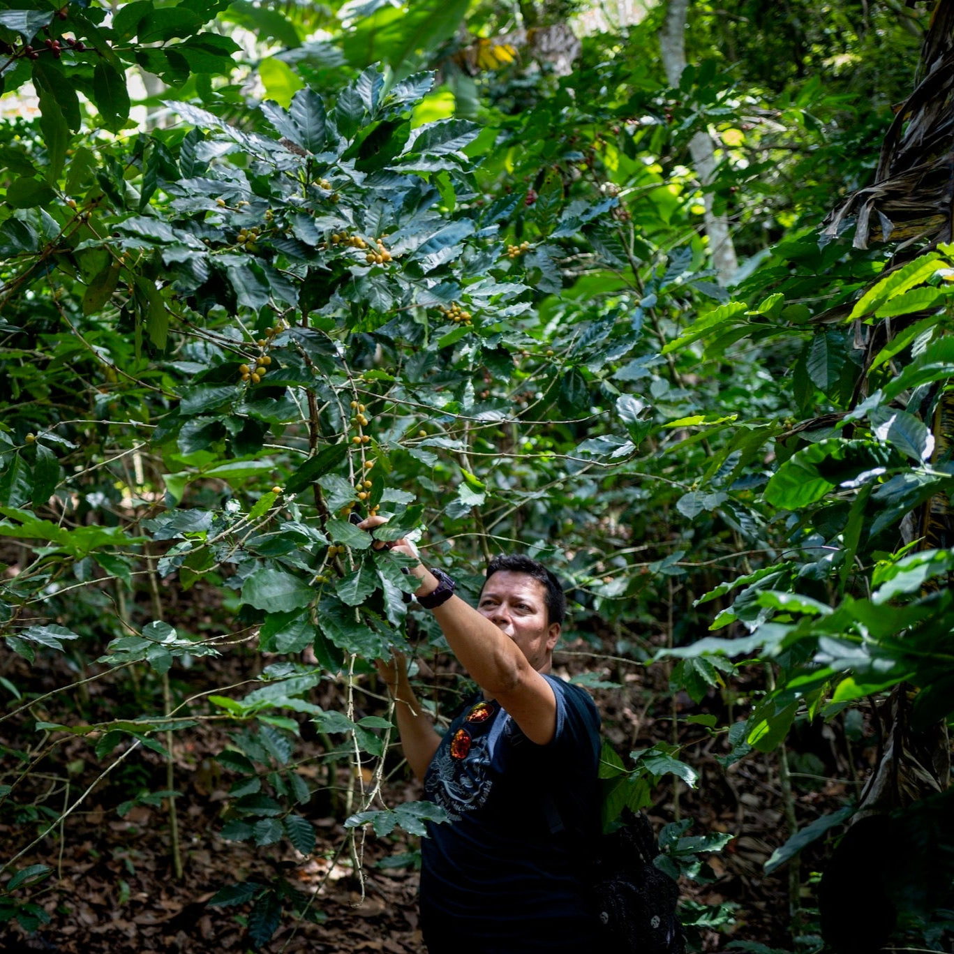 セレサ農園 ゲイシャ Finca La Cereza Geisha Cereza Honey 202