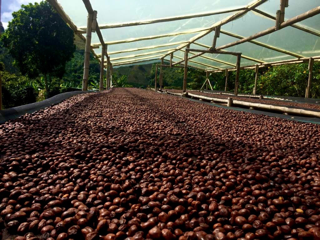 2604-00008C  セレサ農園 カトゥーラ　ダイナミック・ナチュラル　 La Cereza Caturra  Dynamic Natural