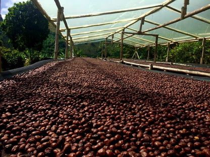 2604-00008C  セレサ農園 カトゥーラ　ダイナミック・ナチュラル　 La Cereza Caturra  Dynamic Natural