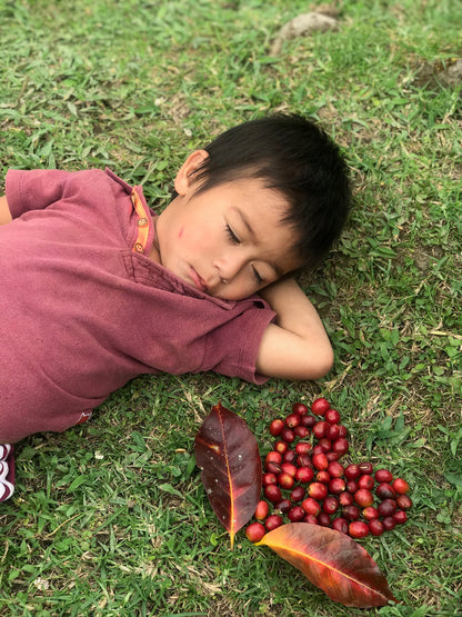 2604-00008V フォレスタ農園 ウシュウシュ Finca La Foresta Wush Wush Dynamic Washed