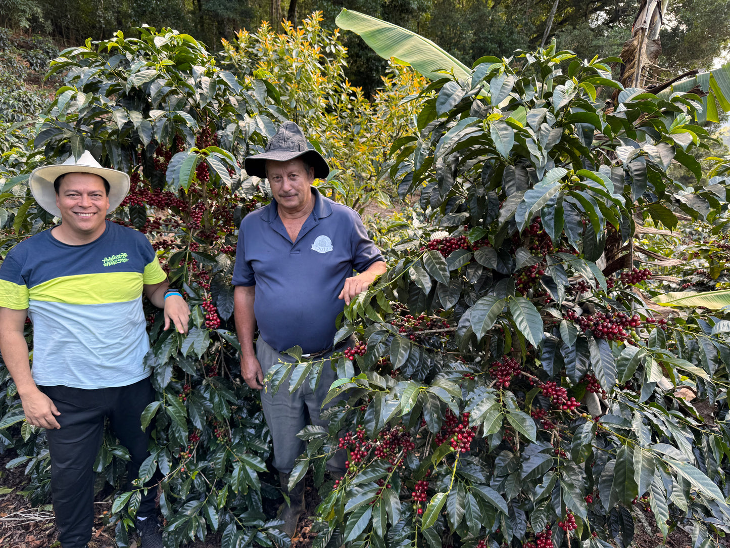 2512-0230G　 ミスティック・ヒルズ農園  H10 アナエロビック・ナチュラル　 Mystic Hills H10 Anaerobic Natural
