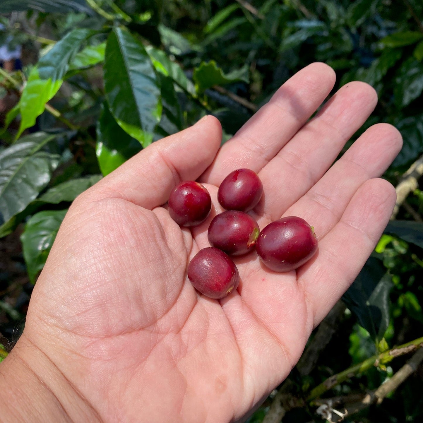 セレサ農園 ウシュウシュ La Cereza Wush Wush Dynamic Natural 205