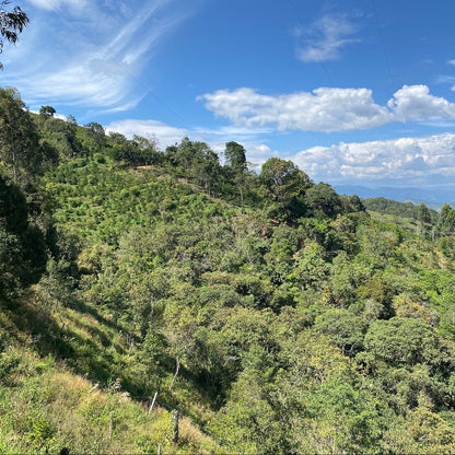 セレサ農園 ウシュウシュ La Cereza Wush Wush Dynamic Natural 205