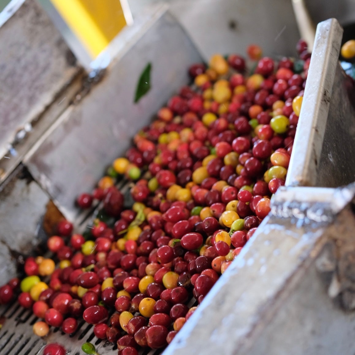 San Agustin Special Reserve カトゥーラ&ブルボン Caturra&Bourbon Terroir Washed 016SFSR