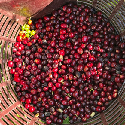 セレサ農園 ウシュウシュ Finca La Cereza Wush Wush Cereza Honey 204