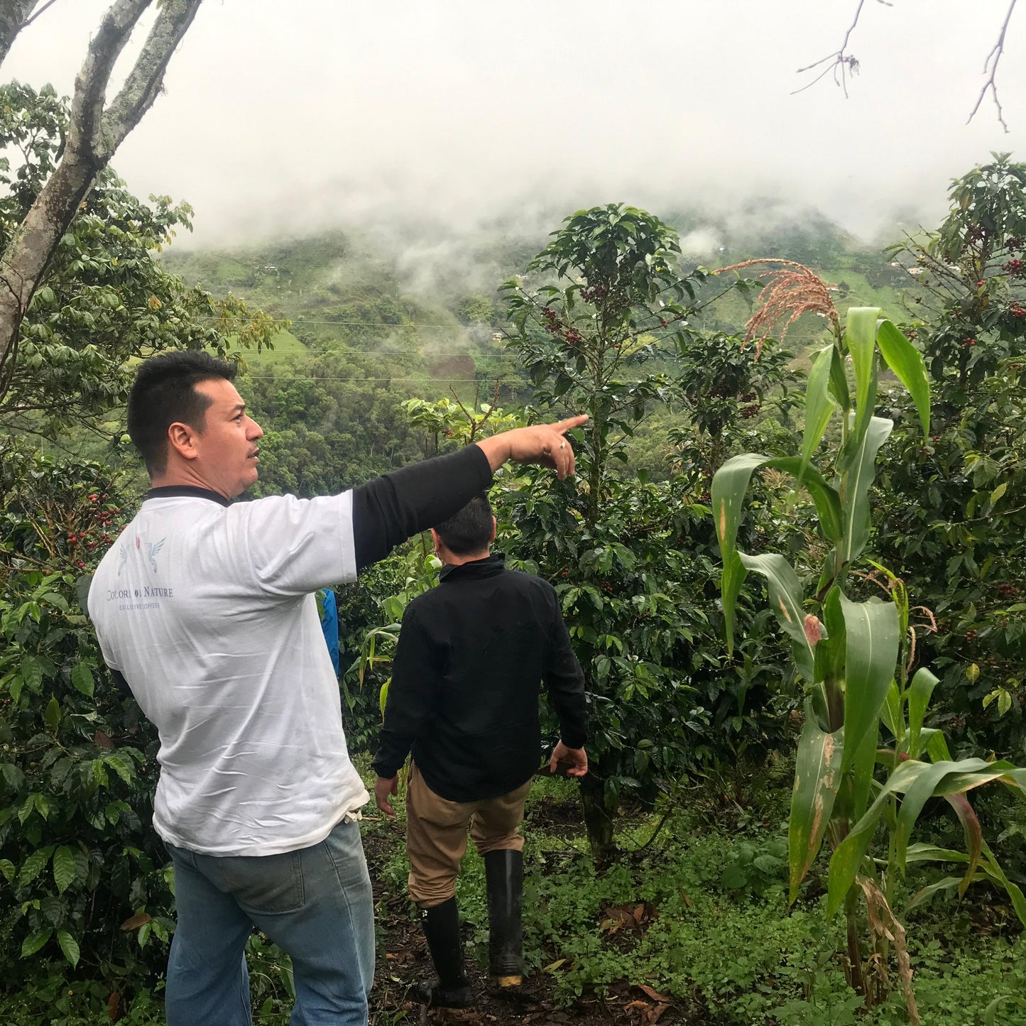 カロリーナ農園の雄大さ