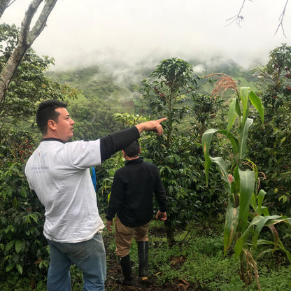 カロリーナ農園の雄大さ