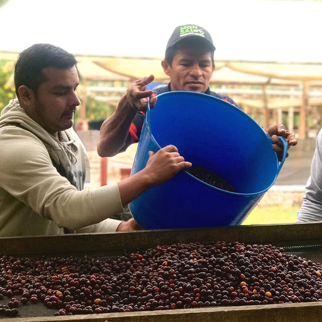 カロリーナ農園の乾燥工程