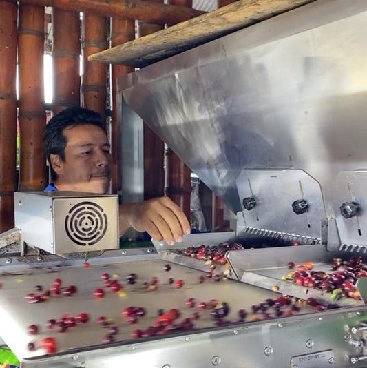 カロリーナ農園で育まれたコーヒーチェリー