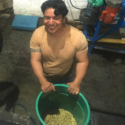 カロリーナ農園の高品質なグリーン豆