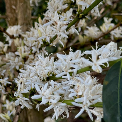 San Agustin Special Reserve カトゥーラ&ブルボン Caturra&Bourbon Terroir Washed 016SFSR