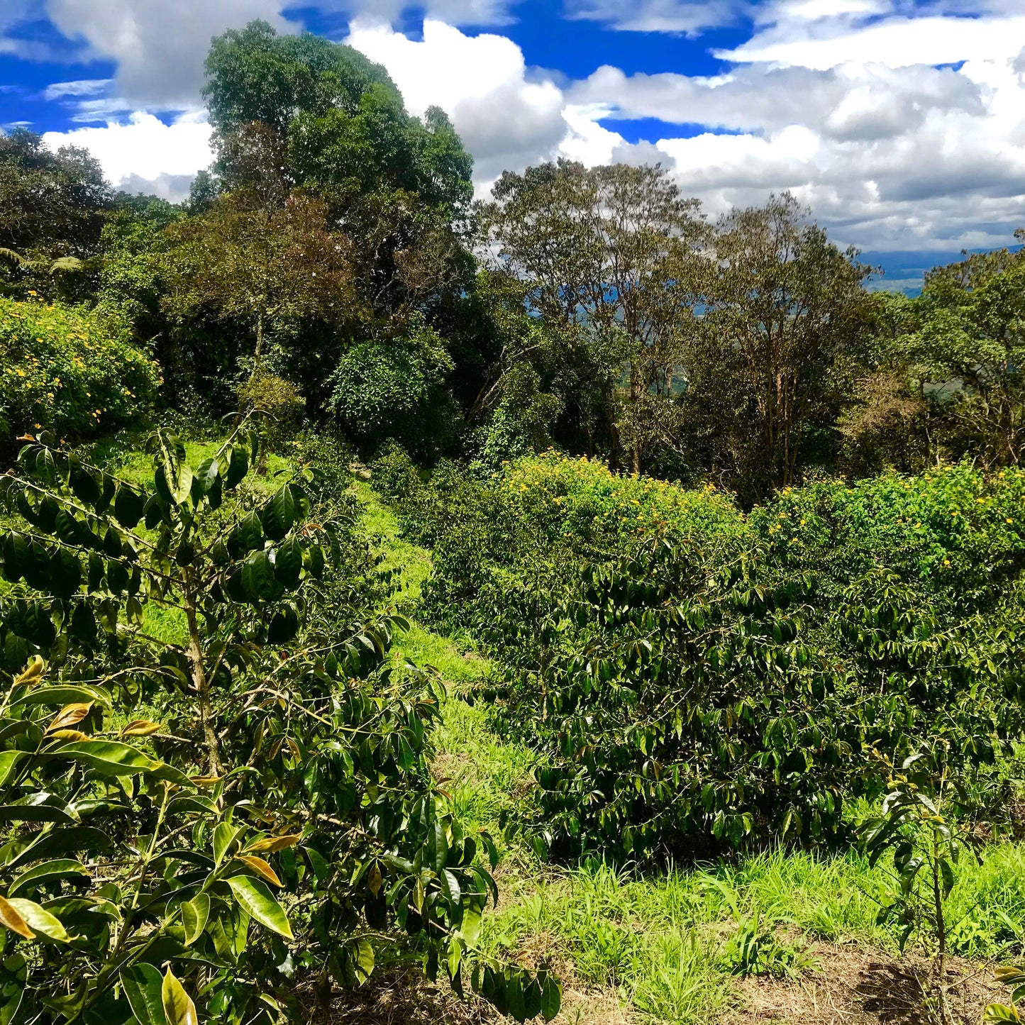 天空で星々に見守られ育つコーヒー