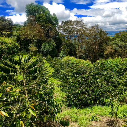天空で星々に見守られ育つコーヒー