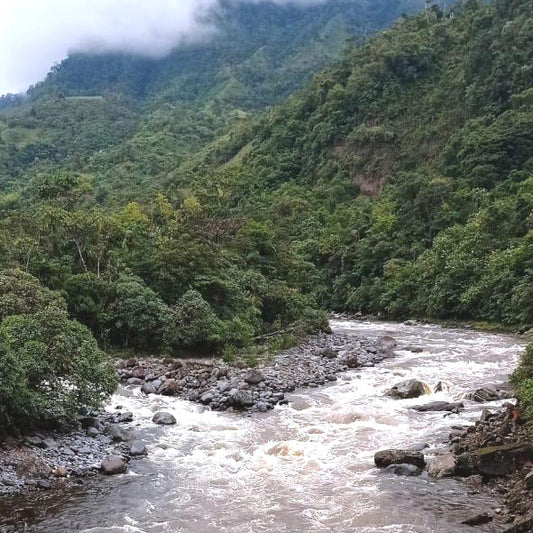 コロンビアの最奥、神秘的なフォレスタ農園