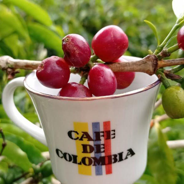 神秘的な地が織り成すエキゾチックな品種