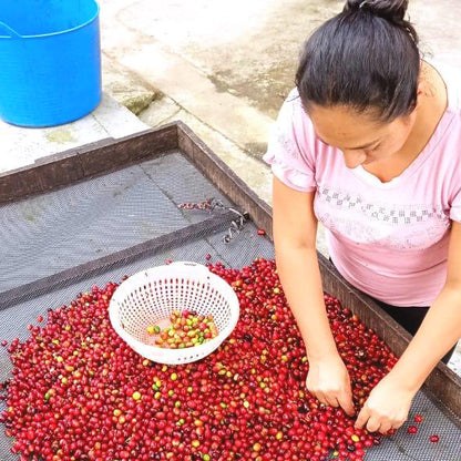 農園主サンドラ・ヒロンが手がける美しいコーヒーたち