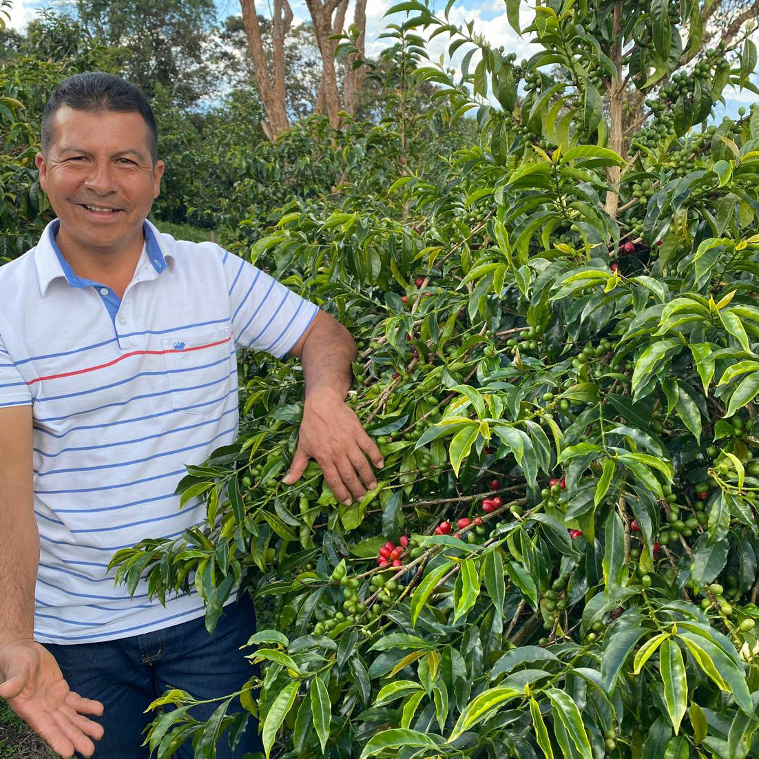農園種ミゲルと熟したコーヒーチェリー