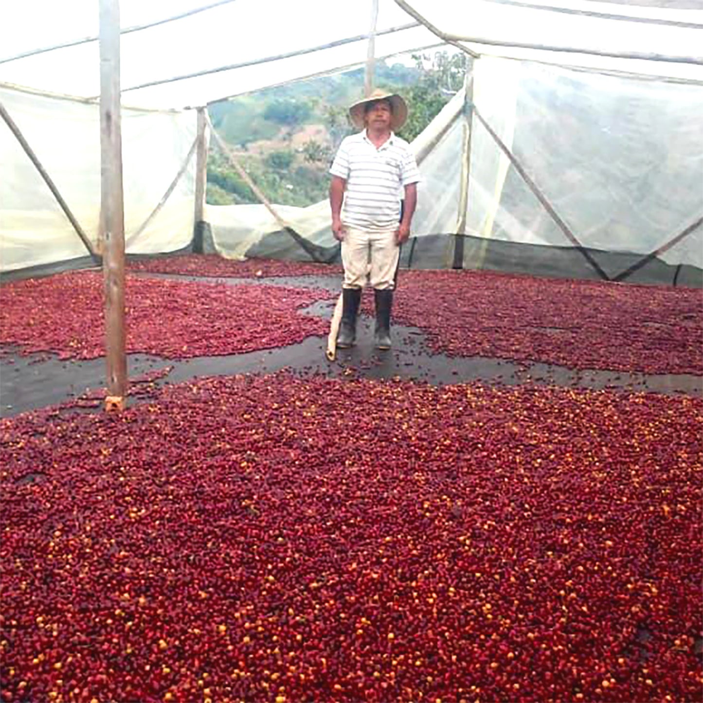 ミエル農園から全世界へ届く最高品質豆