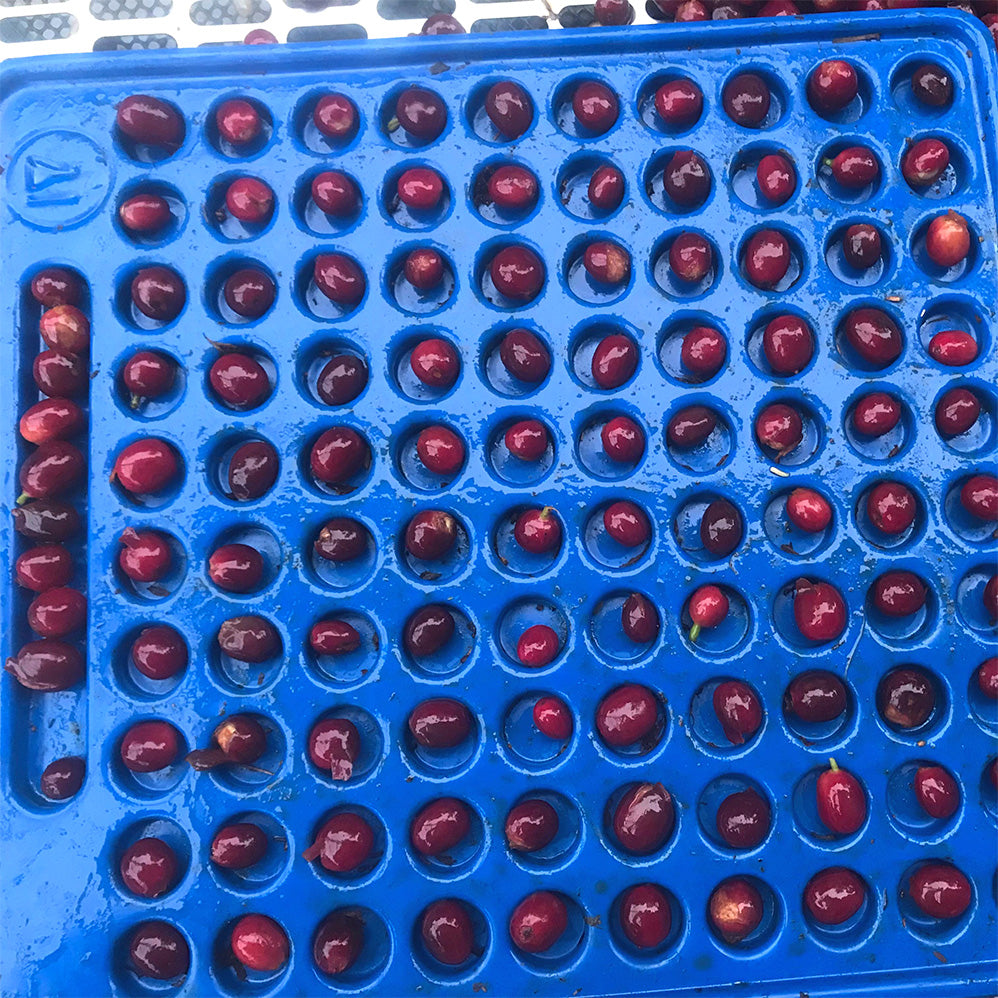 ナチュラ農園で育つ美しいコーヒーチェリーたちを厳しく検査