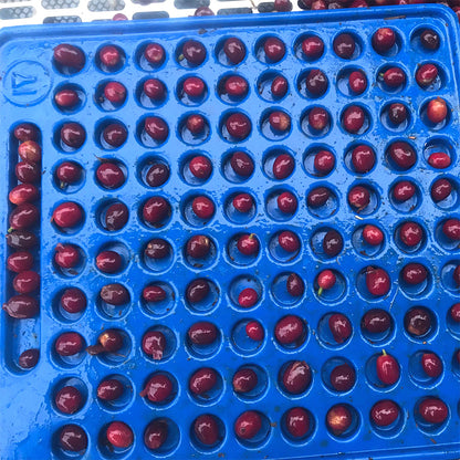 ナチュラ農園で育つ美しいコーヒーチェリーたちを厳しく検査