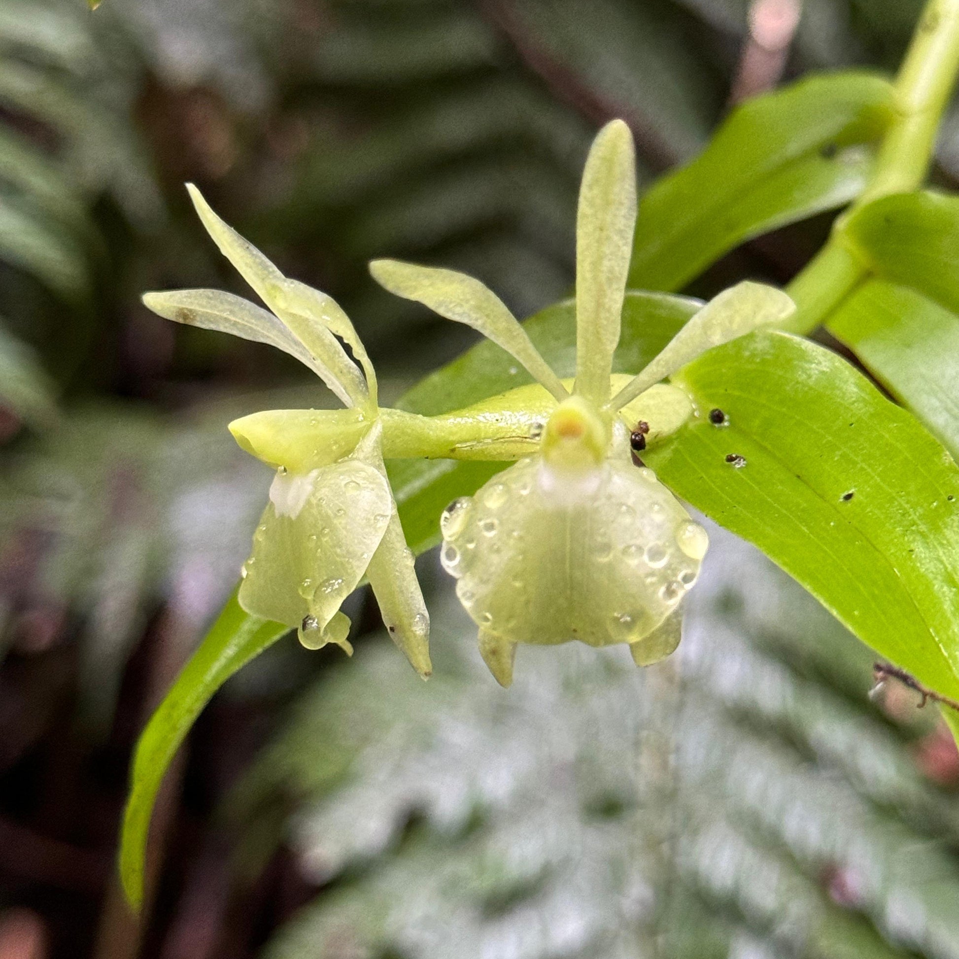 ナチュラ農園の美しい高山花々