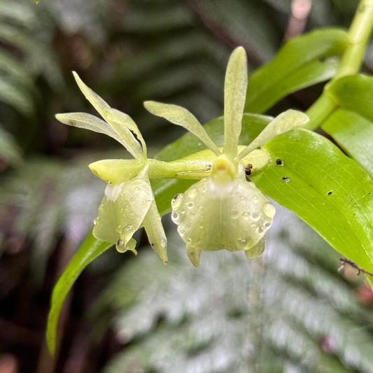ナチュラ農園の美しい高山花々