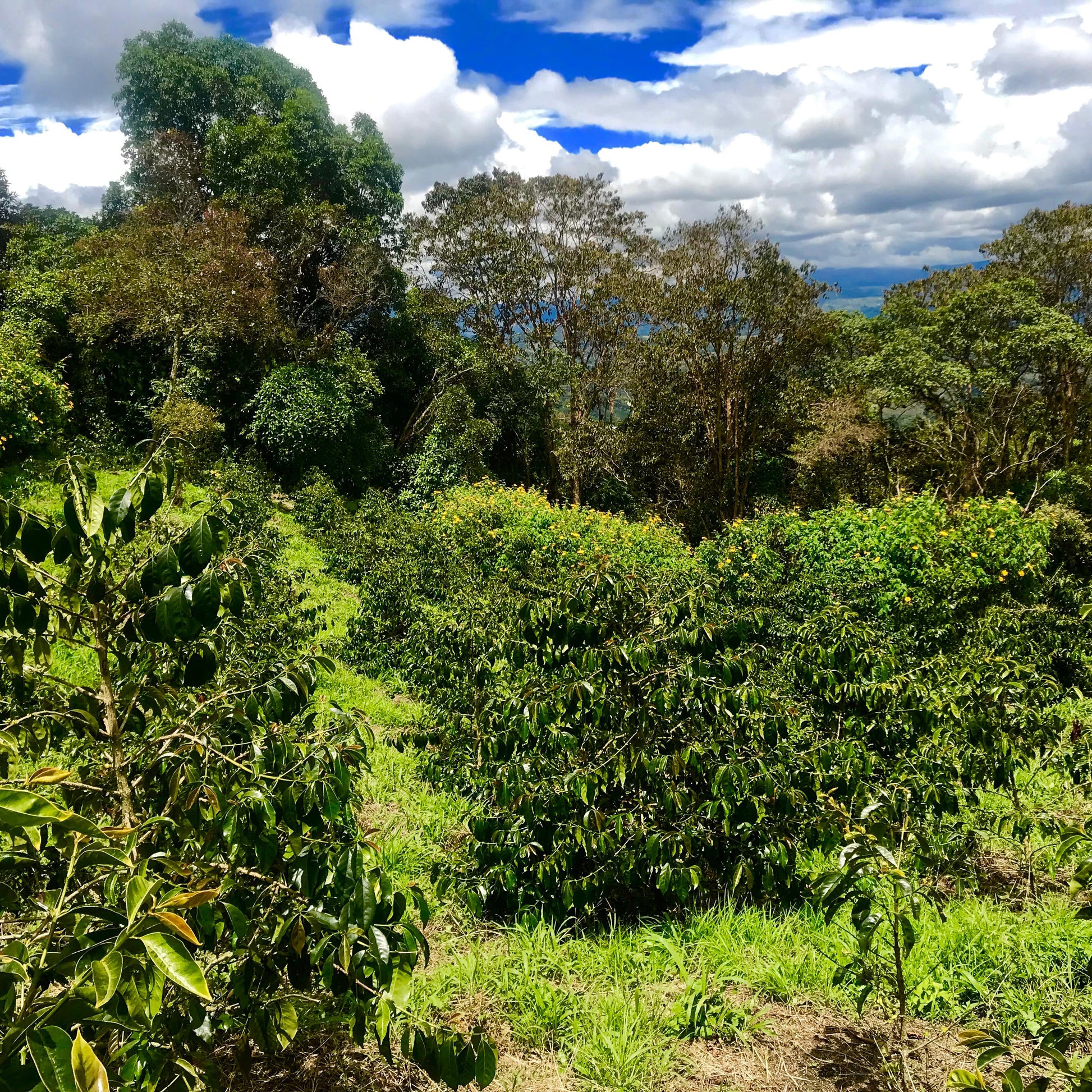 天空にそびえ、自然森を守る多品種コーヒーガーデン