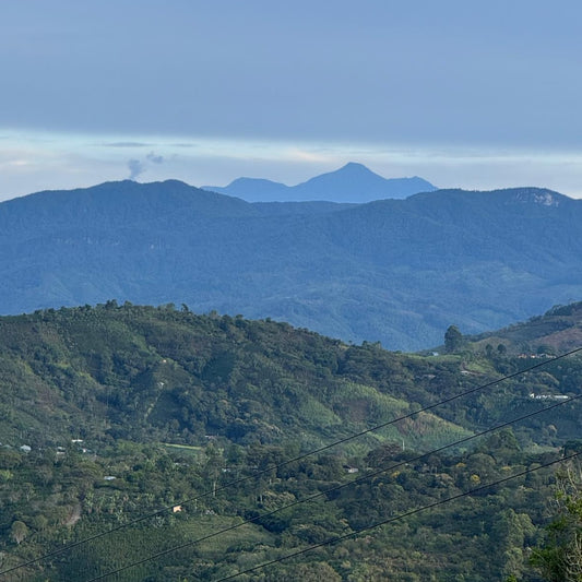San Agustin Special Reserve カトゥーラ&ブルボン Caturra&Bourbon Terroir Washed 016SFSR